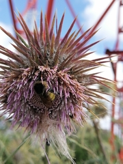 Cirsium pinetorum
