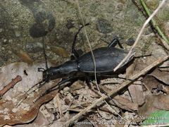 Carabus blaptoides