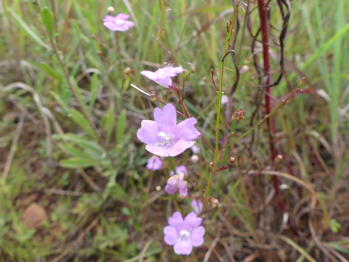 Image of Agalinis decemloba by (c) botanygirl, some rights reserved (CC BY)