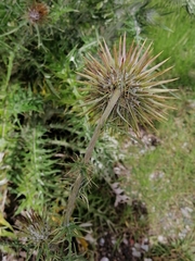 Cirsium pinetorum