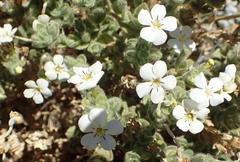 Jamesbrittenia amplexicaulis