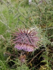 Cirsium pinetorum