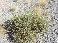 Jamesbrittenia amplexicaulis