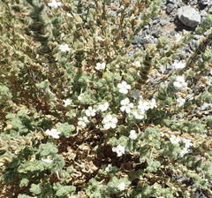 Jamesbrittenia amplexicaulis