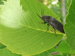 Melanotus punctolineatus