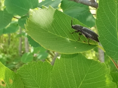 Melanotus punctolineatus