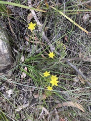Tricoryne simplex