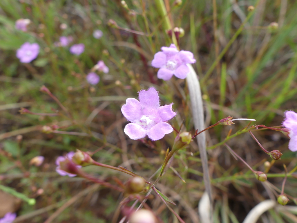 Sandplain false foxglove (Agalinis decemloba)
