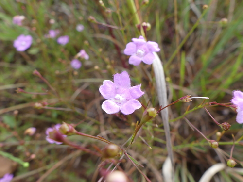 Sandplain false foxglove (Agalinis decemloba)