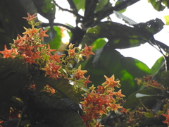 Sterculia pruriens