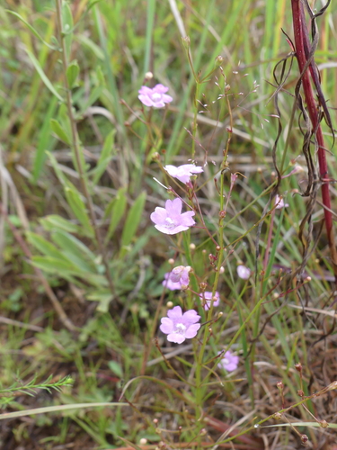 Image of Agalinis decemloba by (c) botanygirl, some rights reserved (CC BY)