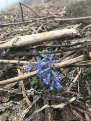 Corydalis ambigua