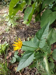 Heliopsis helianthoides