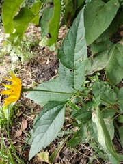 Heliopsis helianthoides