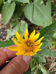 Heliopsis helianthoides