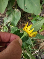 Heliopsis helianthoides