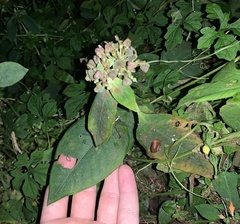 Euphorbia heterophylla image