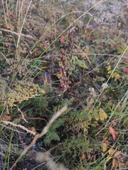 Pedicularis rubens