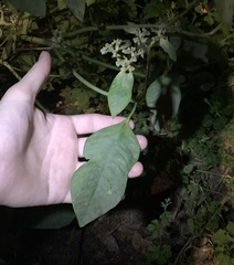 Euphorbia heterophylla image