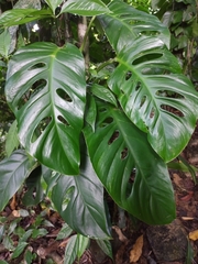 Monstera acuminata