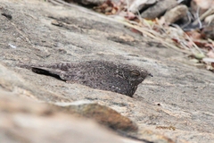 Caprimulgus tristigma