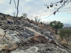 Caprimulgus tristigma