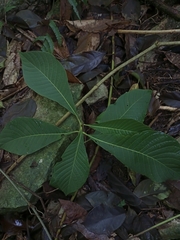 Alseis yucatanensis