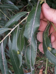 Phyllocnistis saligna