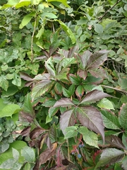 Parthenocissus inserta