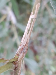 Phyllocnistis saligna