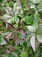 Parthenocissus inserta