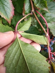 Parthenocissus inserta