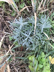 Hippophae rhamnoides