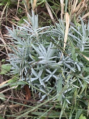 Hippophae rhamnoides