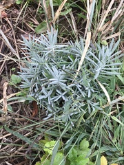 Hippophae rhamnoides