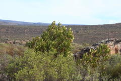 Hyaenanche globosa