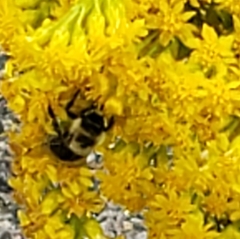 Bombus impatiens