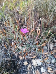 Dianthus chinensis