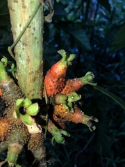Pentagonia tinajita
