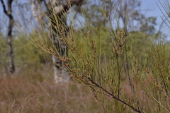 Acacia granitica