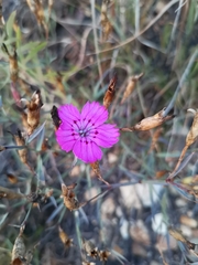 Dianthus chinensis