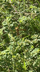 Polistes apachus