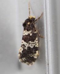 Ardiosteres moretonella