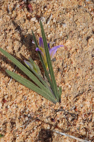 Babiana mucronata