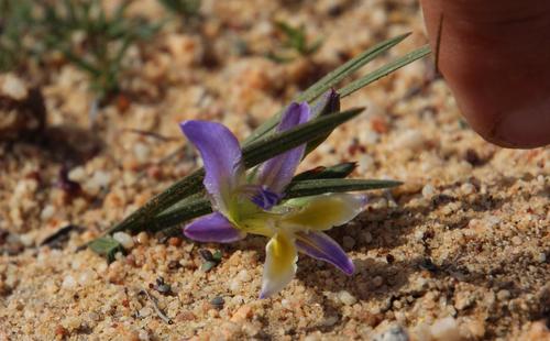 Babiana mucronata
