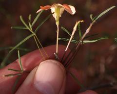 Oxalis gracilis gracilis