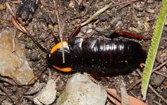 Pseudoderopeltis albilatera