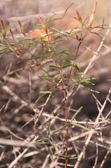 Oxalis gracilis gracilis