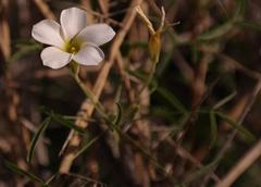 Oxalis gracilis gracilis