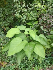 Catalpa speciosa